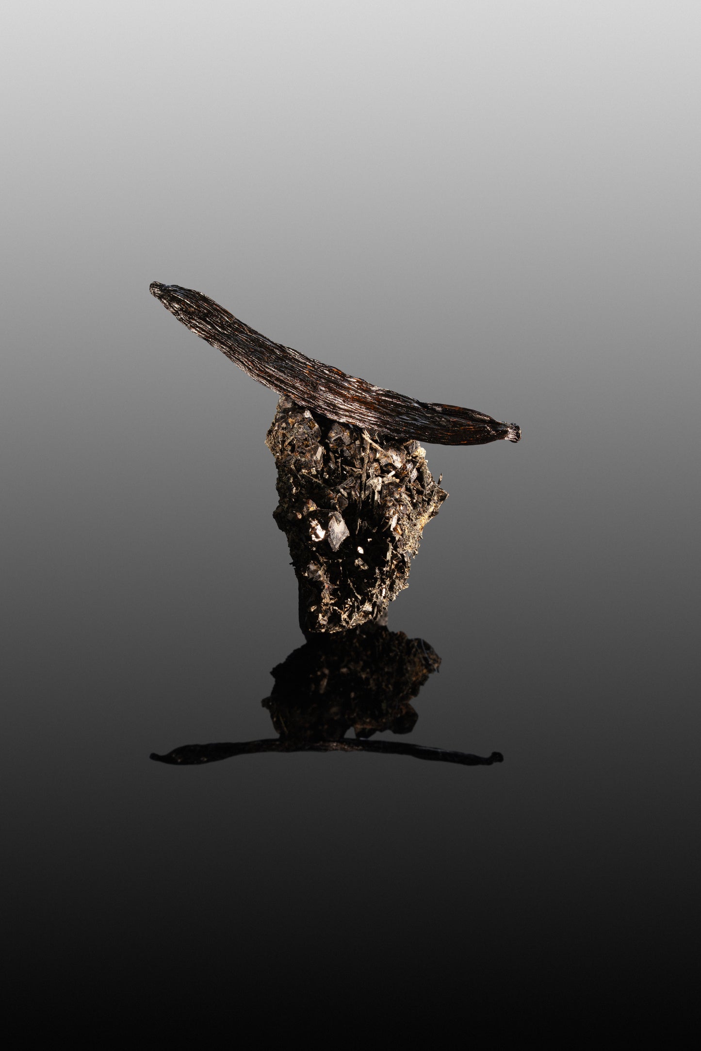 Vanille cribbiana du Guatemala