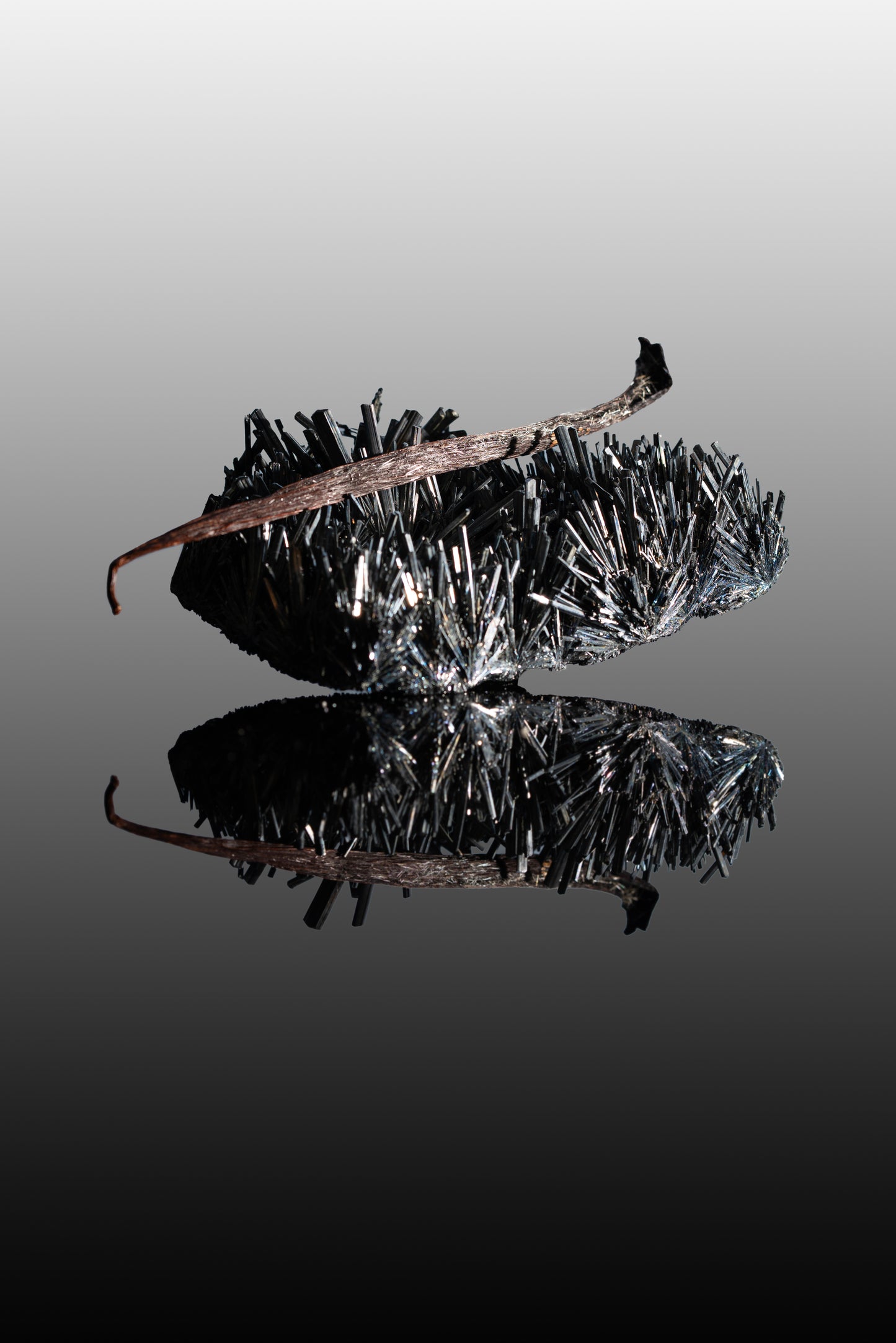 Vanille planifolia givrée de l’île de La Réunion