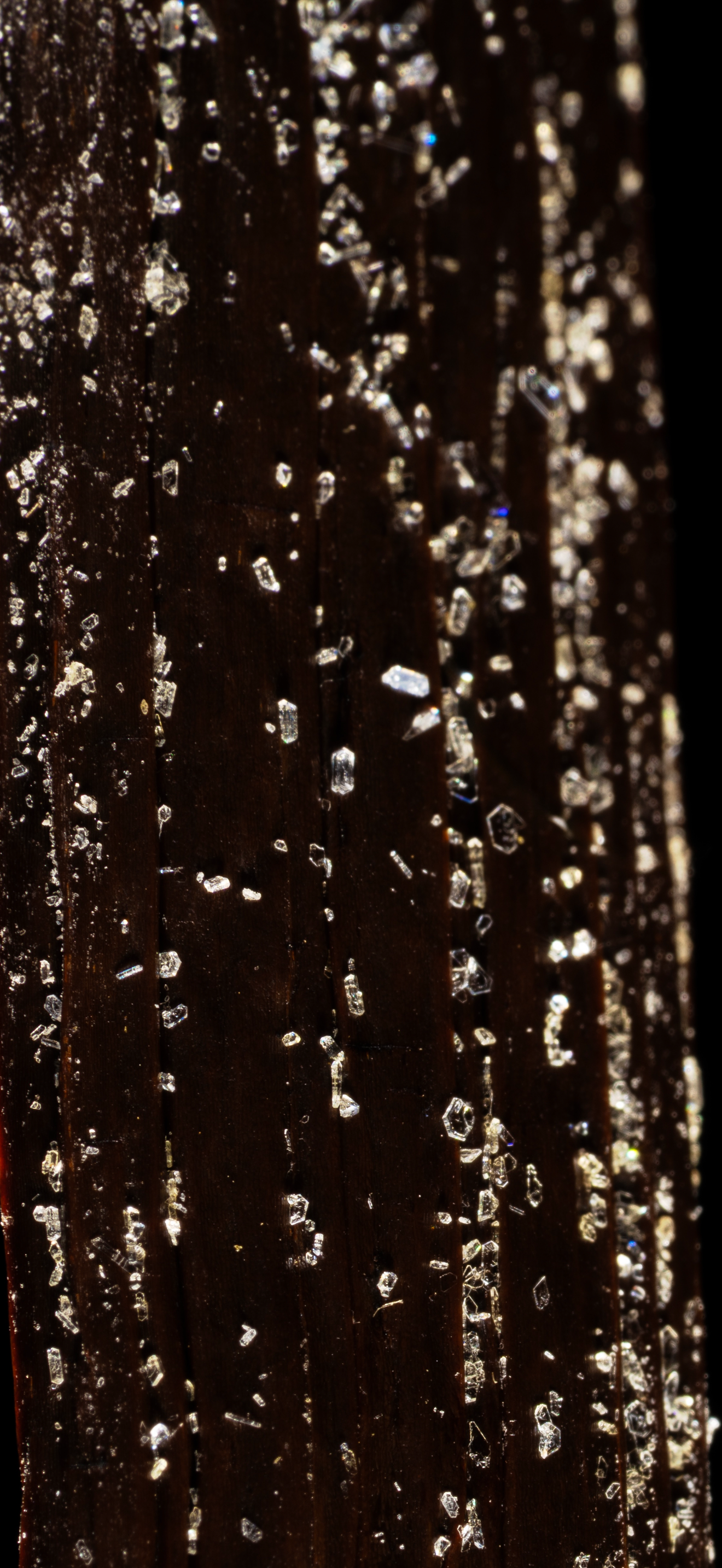 Vanille planifolia givrée de Nouvelle-Calédonie professionnel