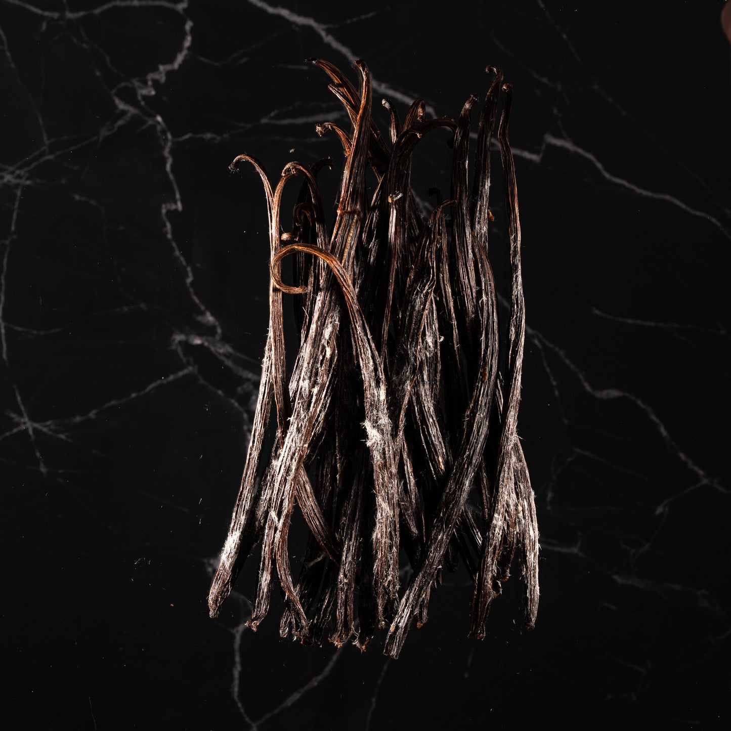 Vanille planifolia fendue givrée d'Indonésie Sulawesi professionnel