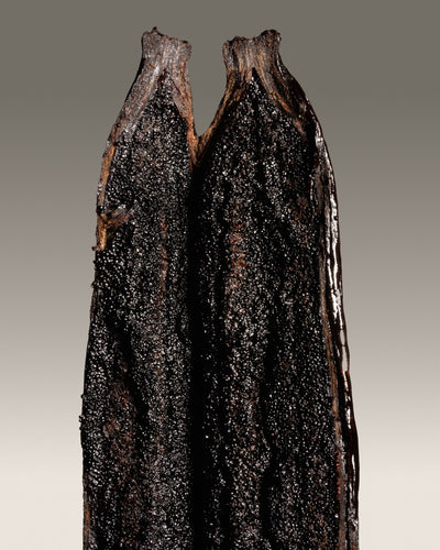 Vanille cribbiana du Guatemala