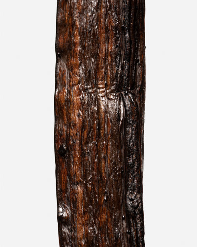 Vanille Odorata d’Équateur