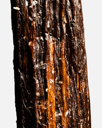 Vanille Odorata d’Équateur