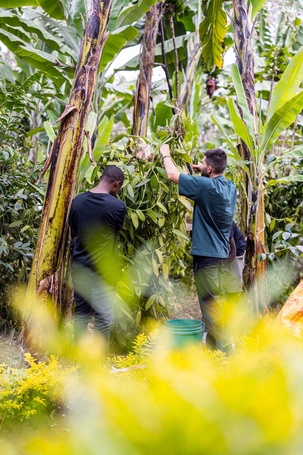 Visite de plantation de vanille tropicale parmi les bananiers, sourcing direct sur le terrain - Galand Vanille
