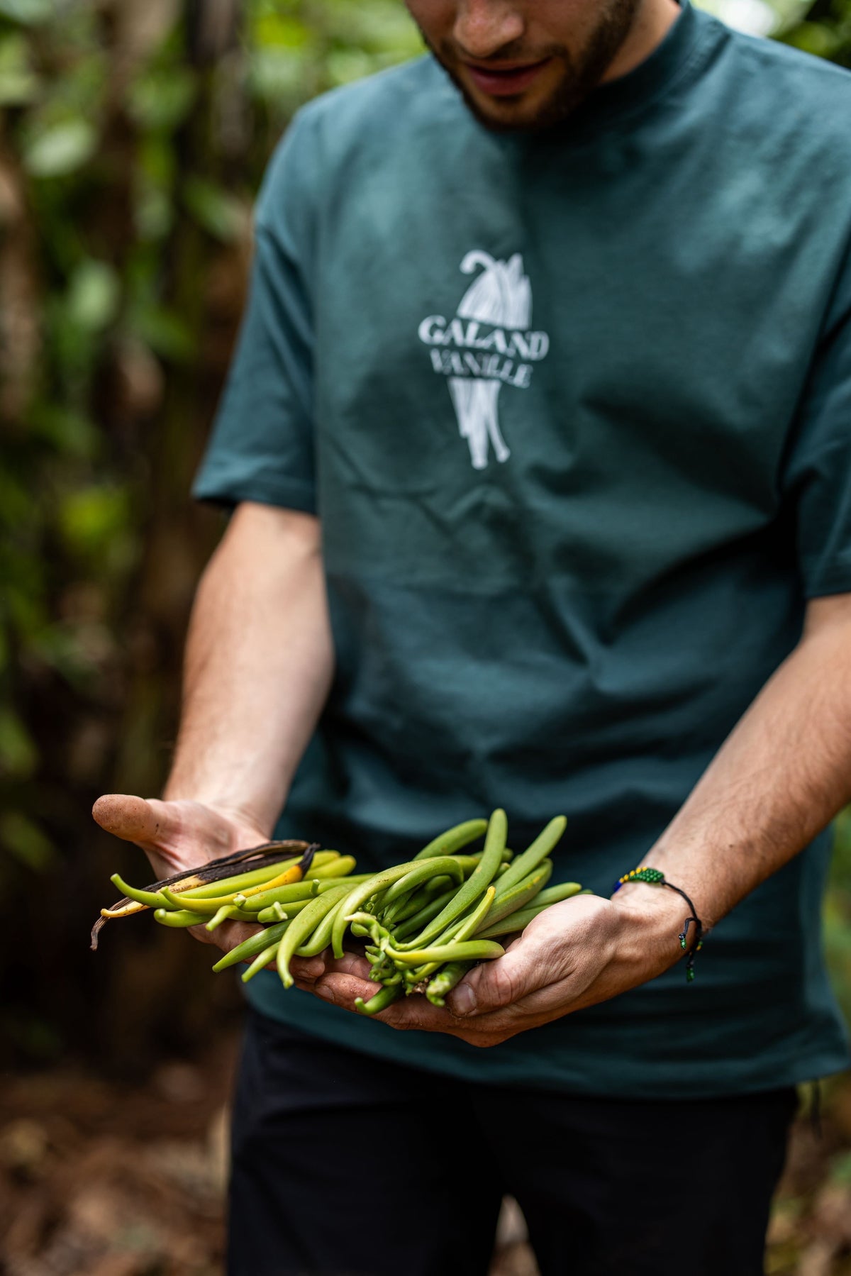 Récolte de vanille verte en plantation — sélection Paul Galand, Galand Vanille