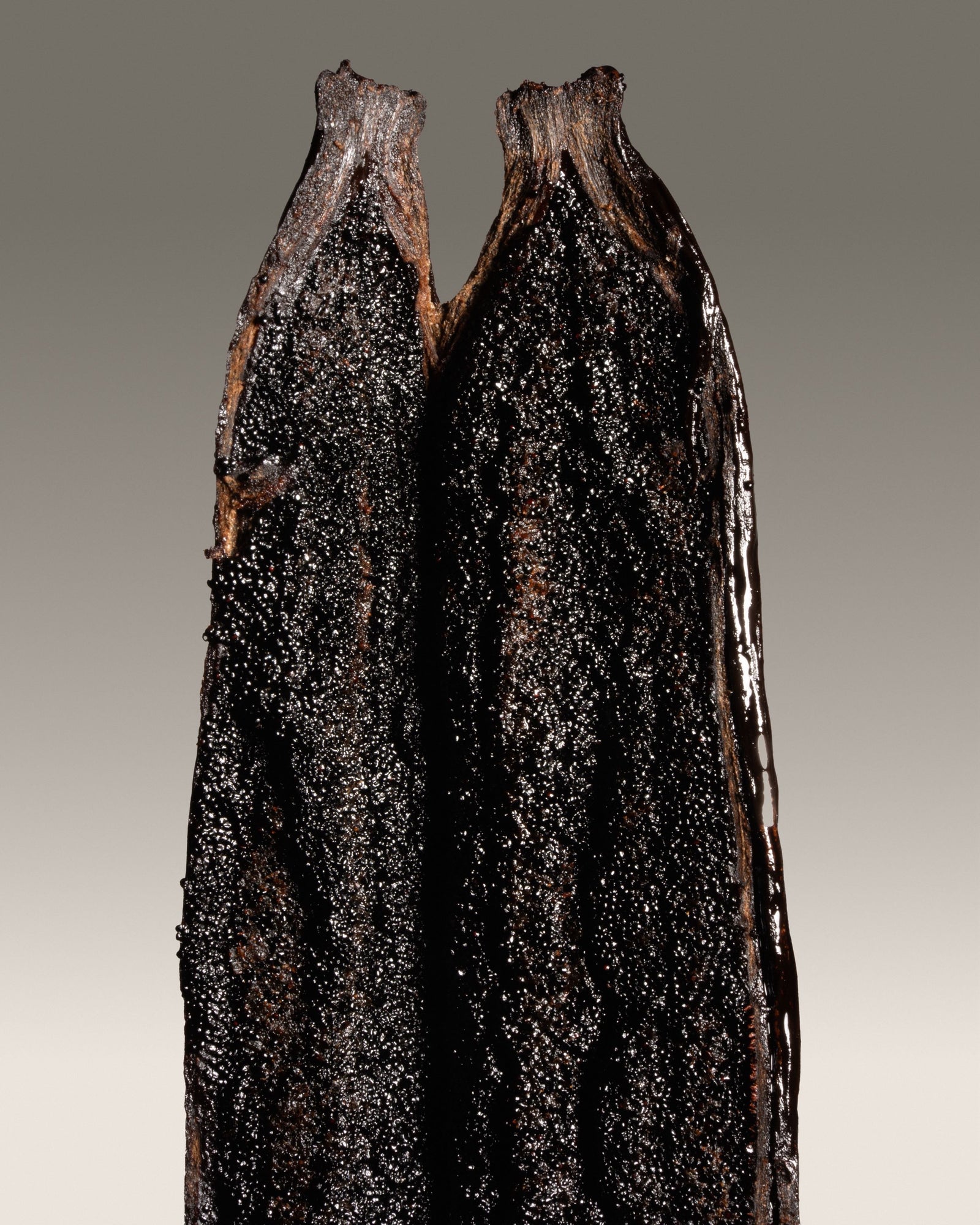 Vanille Cribbiana du Guatemala