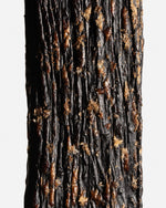 Vanille pompona du Pérou