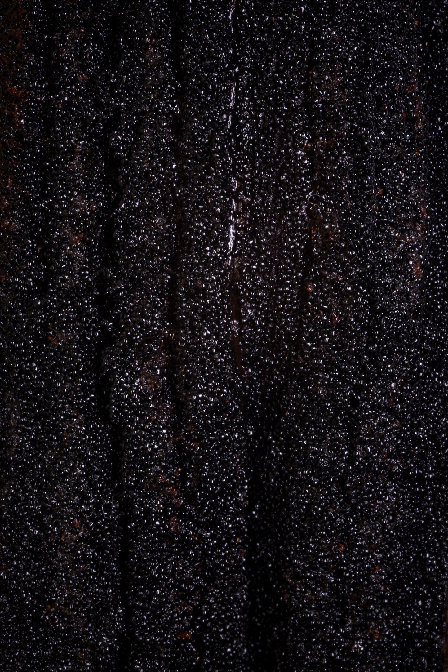 VANILLE MAYA CRIBBIANA DU GUATEMALA PROFESSIONNEL