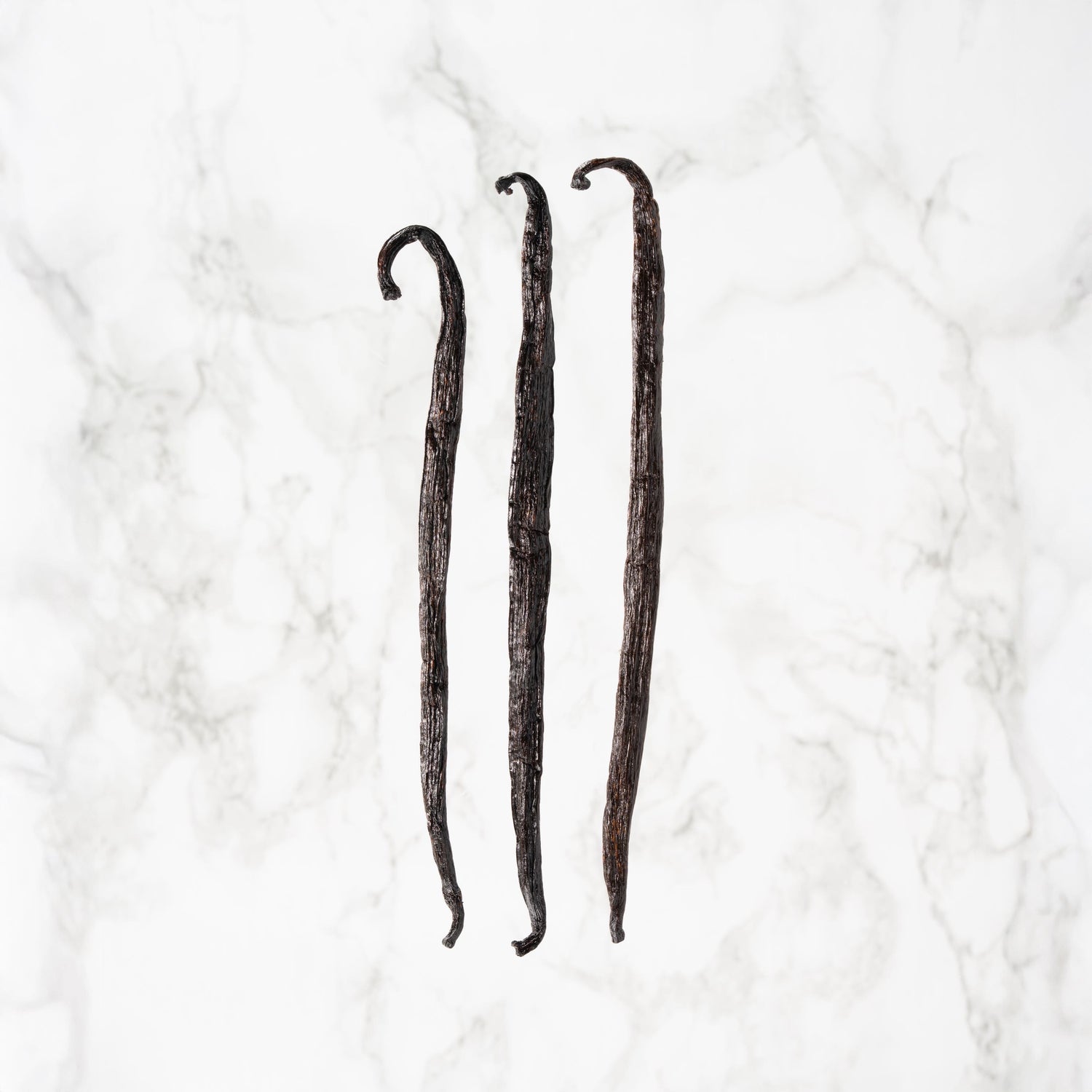 Vanille Odorata de Équateur