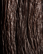 Vanille pompona de Nouvelle-Calédonie