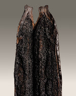 Vanille cribbiana du Guatemala