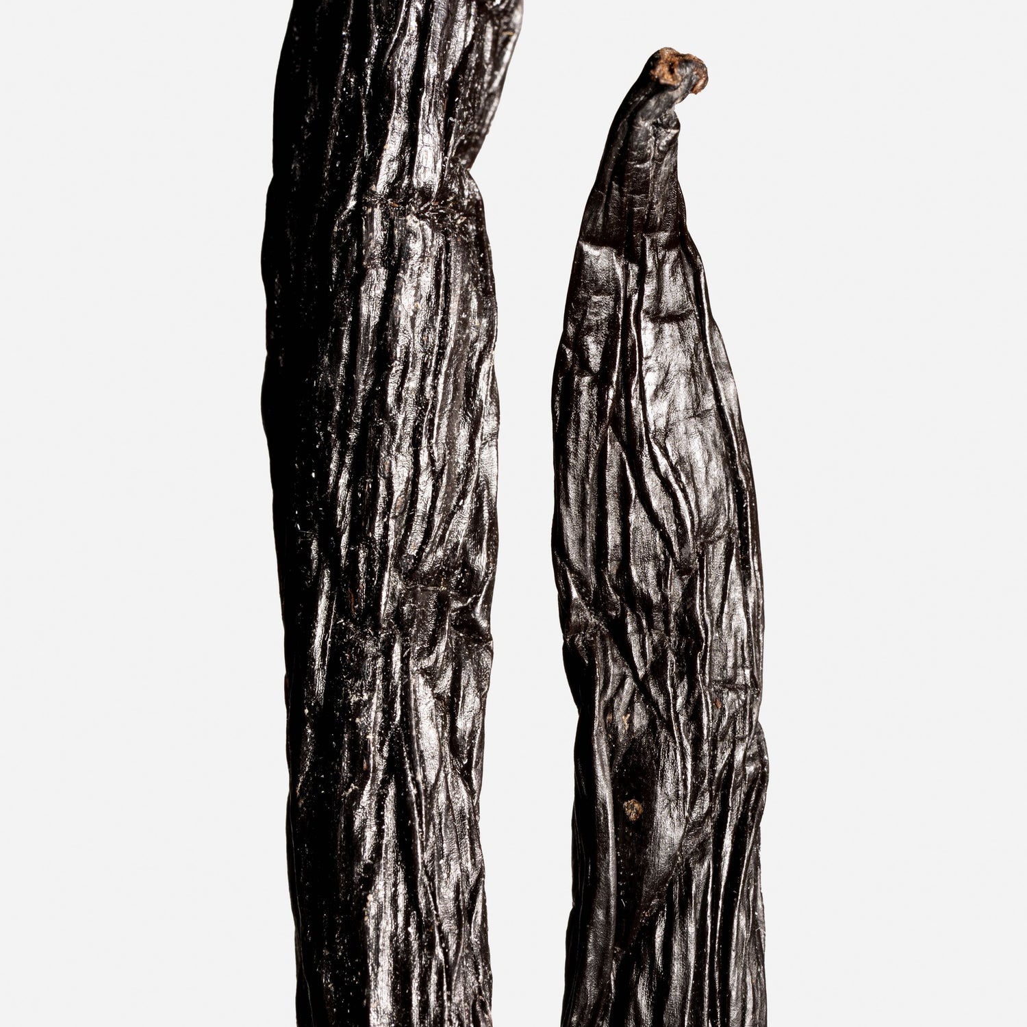 Vanille sotoarenasii de Colombie