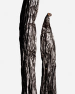 Vanille sotoarenasii de Colombie