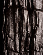 Vanille Chamissonis du Brésil