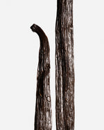 Vanille Planifolia d'Inde