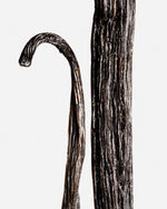 Vanille planifolia givrée de Bretagne