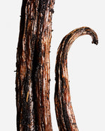 Vanille bahiana du Brésil