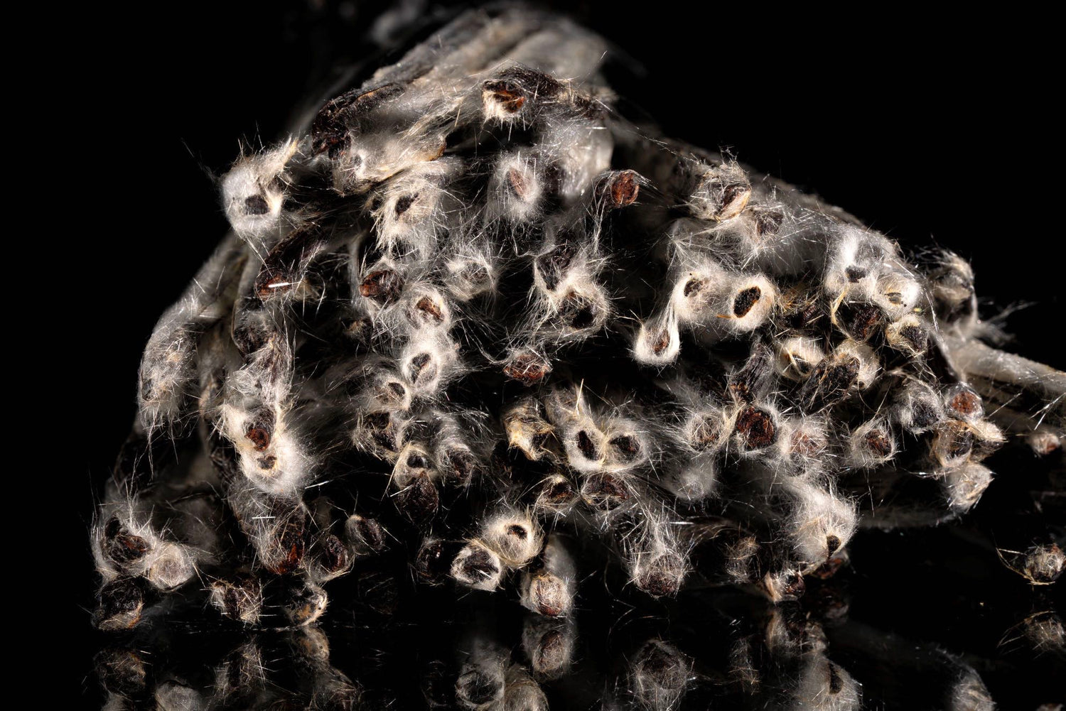 Vanille planifolia givrée de l'île Maurice