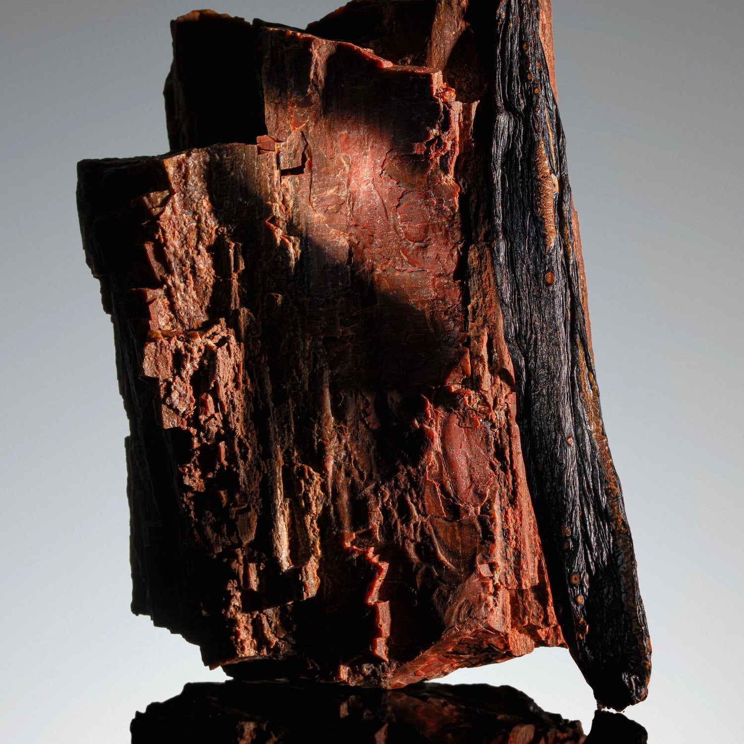 Vanille pompona du Brésil