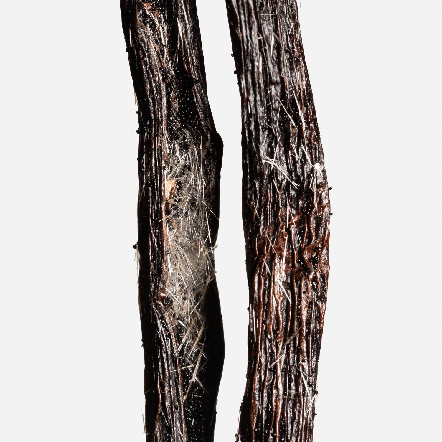 Vanille planifolia fendue givrée de Madagascar