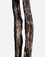 Vanille planifolia fendue givrée de Madagascar