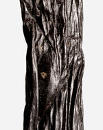 Vanille sotoarenasii de Colombie