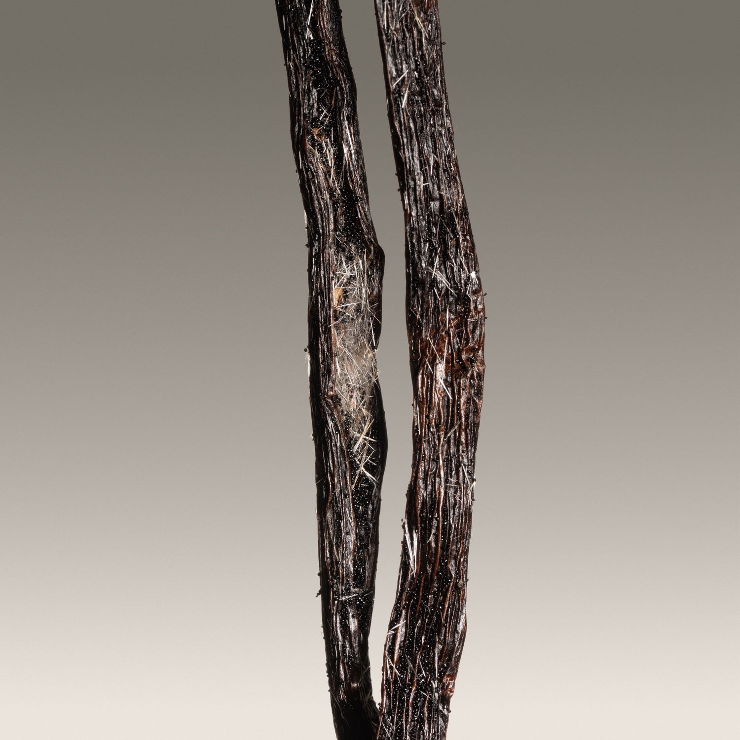 Vanille planifolia fendue givrée de Madagascar