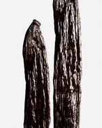 Vanille cribbiana du Guatemala