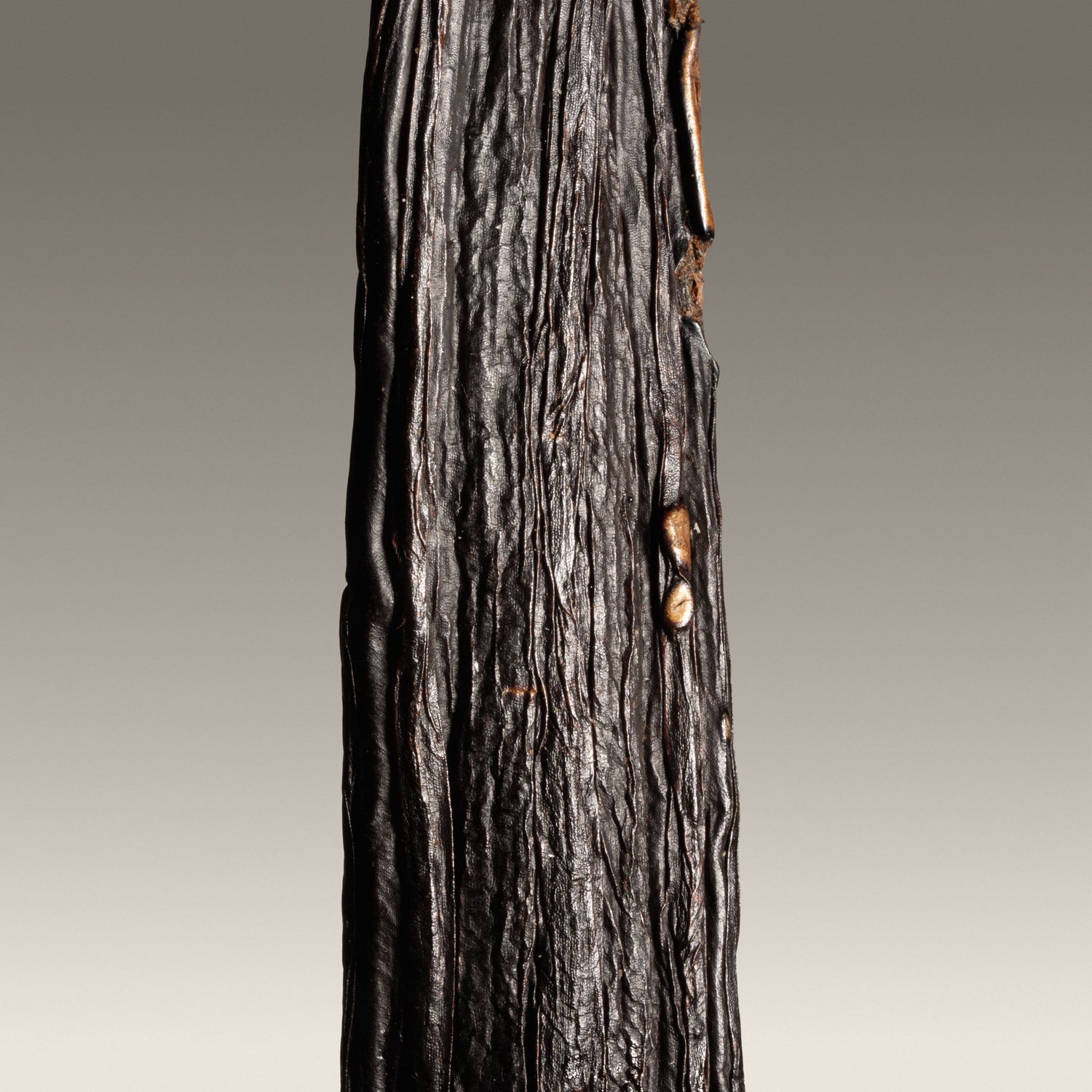 Vanille pompona du Brésil