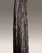 Vanille pompona du Brésil