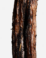 Vanille bahiana du Brésil