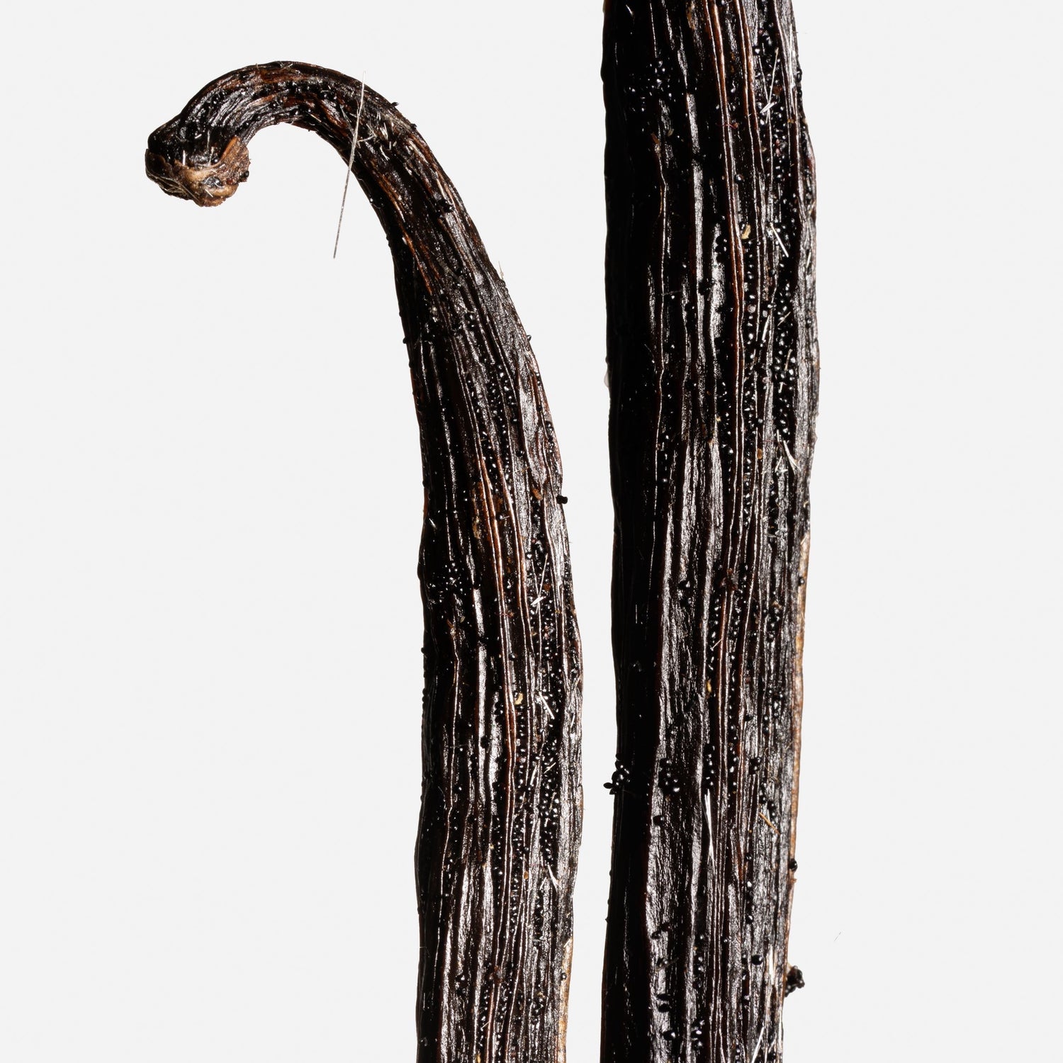 Vanille planifolia fendue givrée de Madagascar