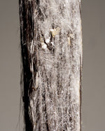 Vanille planifolia givrée de Nouvelle-Calédonie