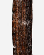 Vanille Odorata de Équateur