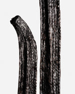 Vanille pompona du Pérou