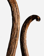 Vanille bahiana du Brésil