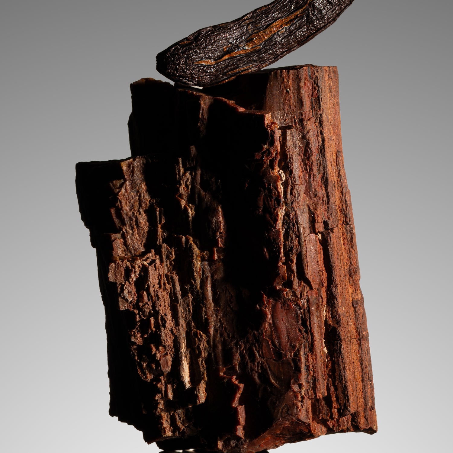 Vanille pompona de Nouvelle-Calédonie