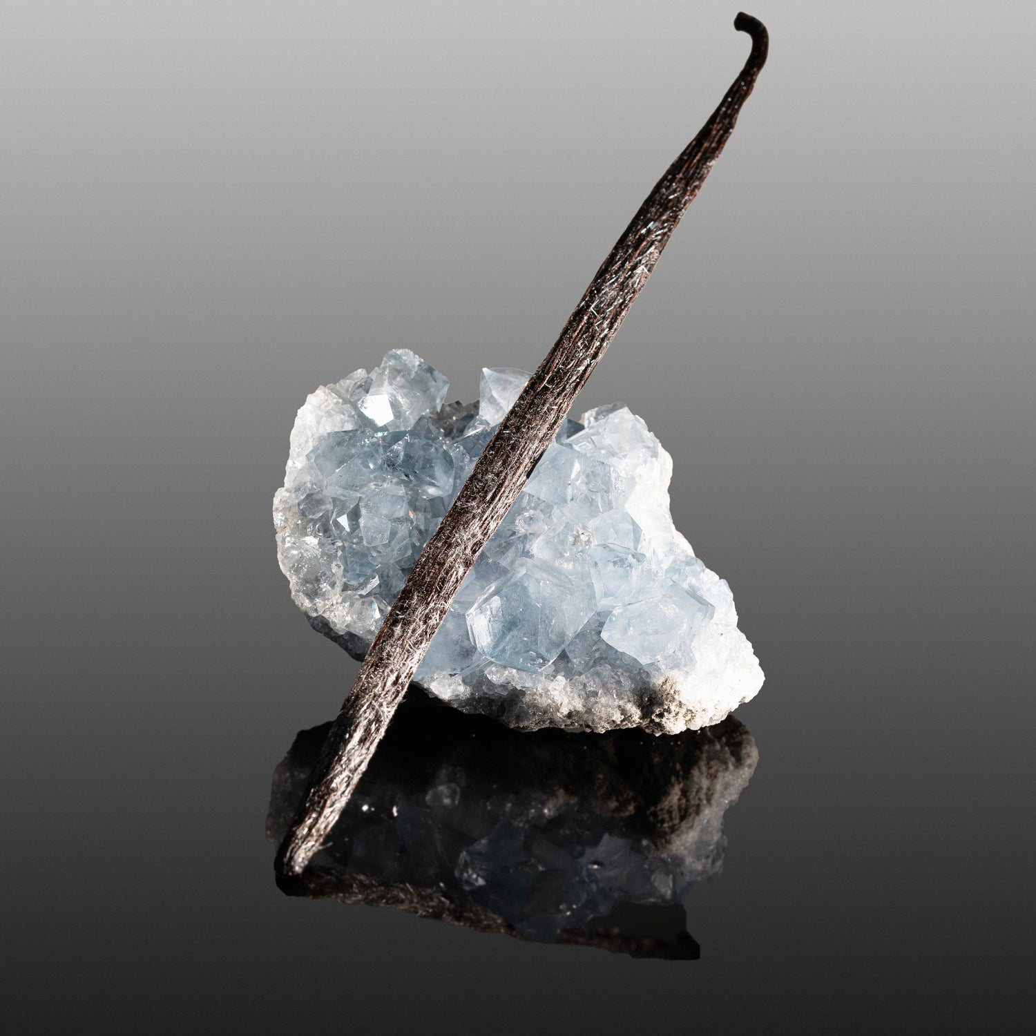 Vanille planifolia fendue givrée de Madagascar