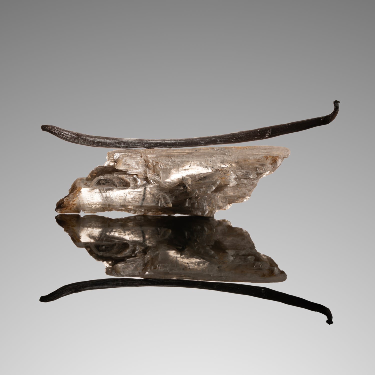 Vanille planifolia de Tanzanie