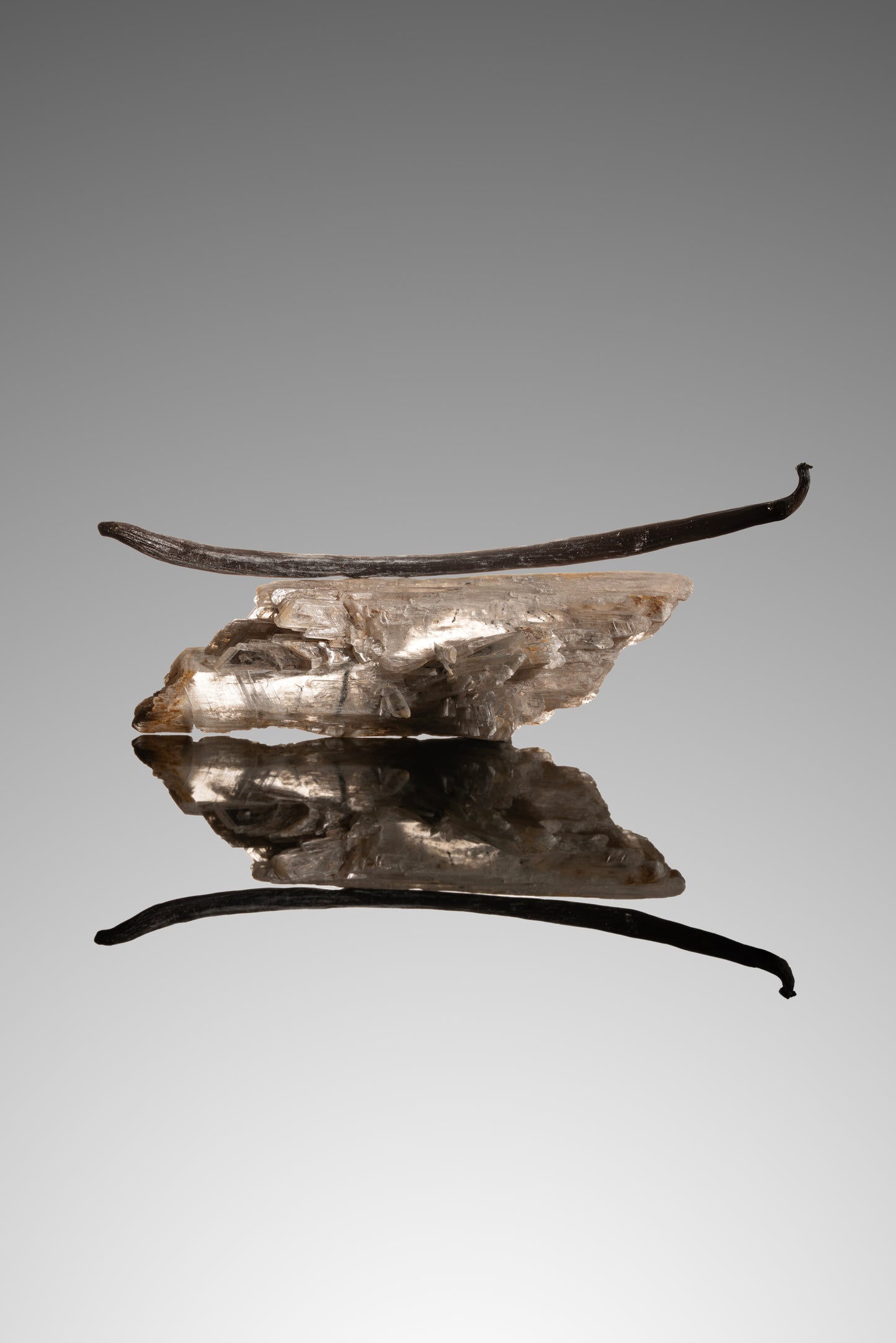 Vanille planifolia de Tanzanie