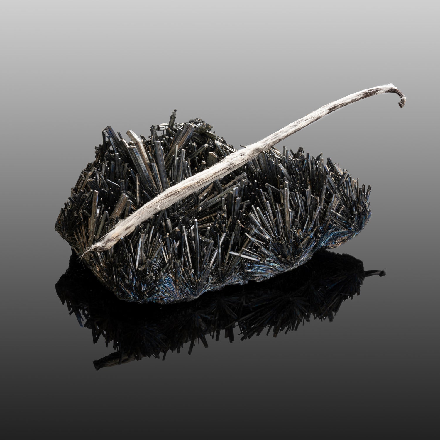 Vanille planifolia givrée de l'île Maurice