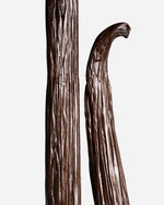 Vanille planifolia de São Tomé