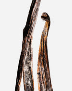 Vanille planifolia fendue givrée d'Indonésie Sulawesi