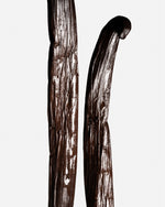 Vanille tahitensis de Tahiti Tahaa