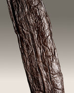 Vanille pompona du Mexique