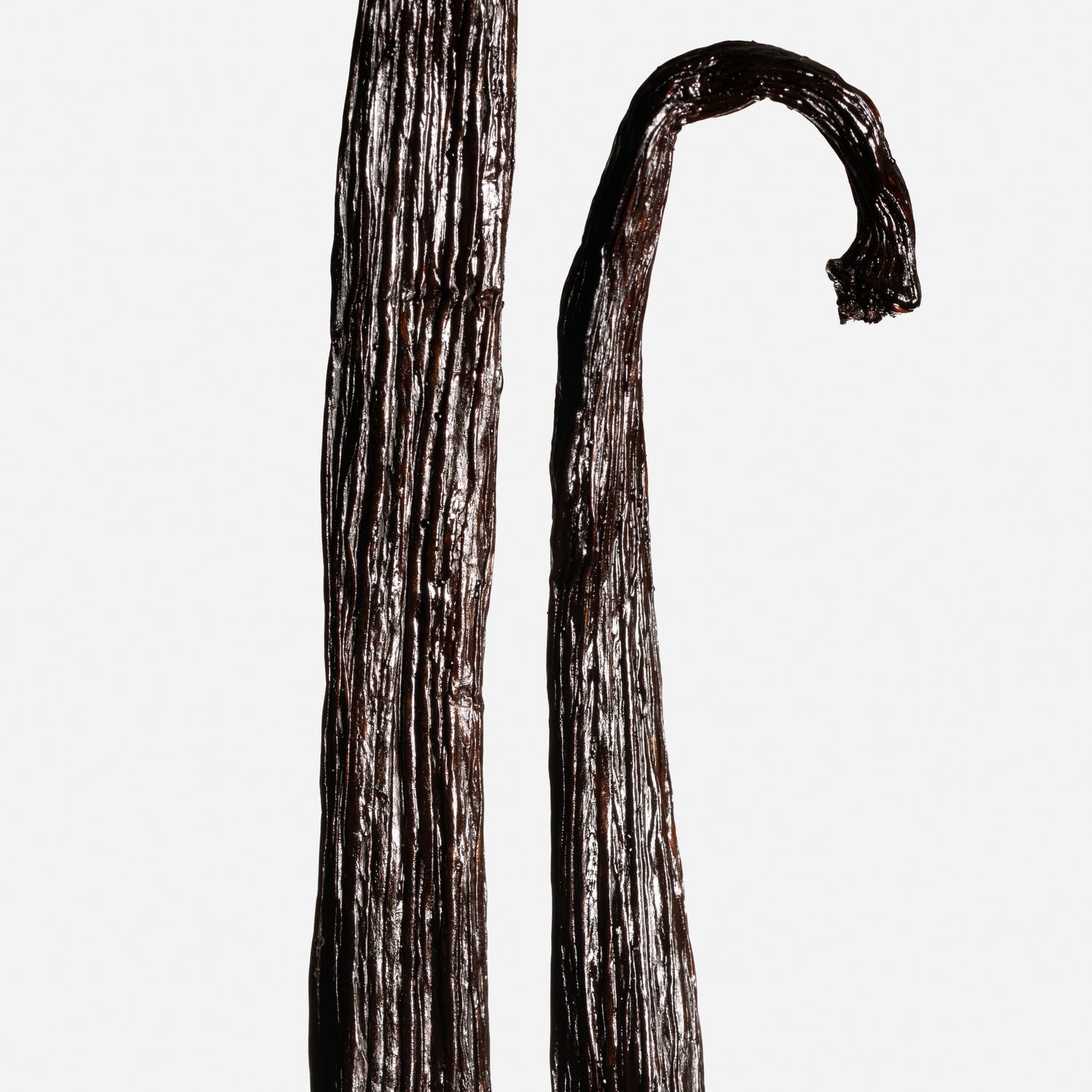 Vanille Odorata de Équateur