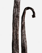 Vanille Odorata de Équateur