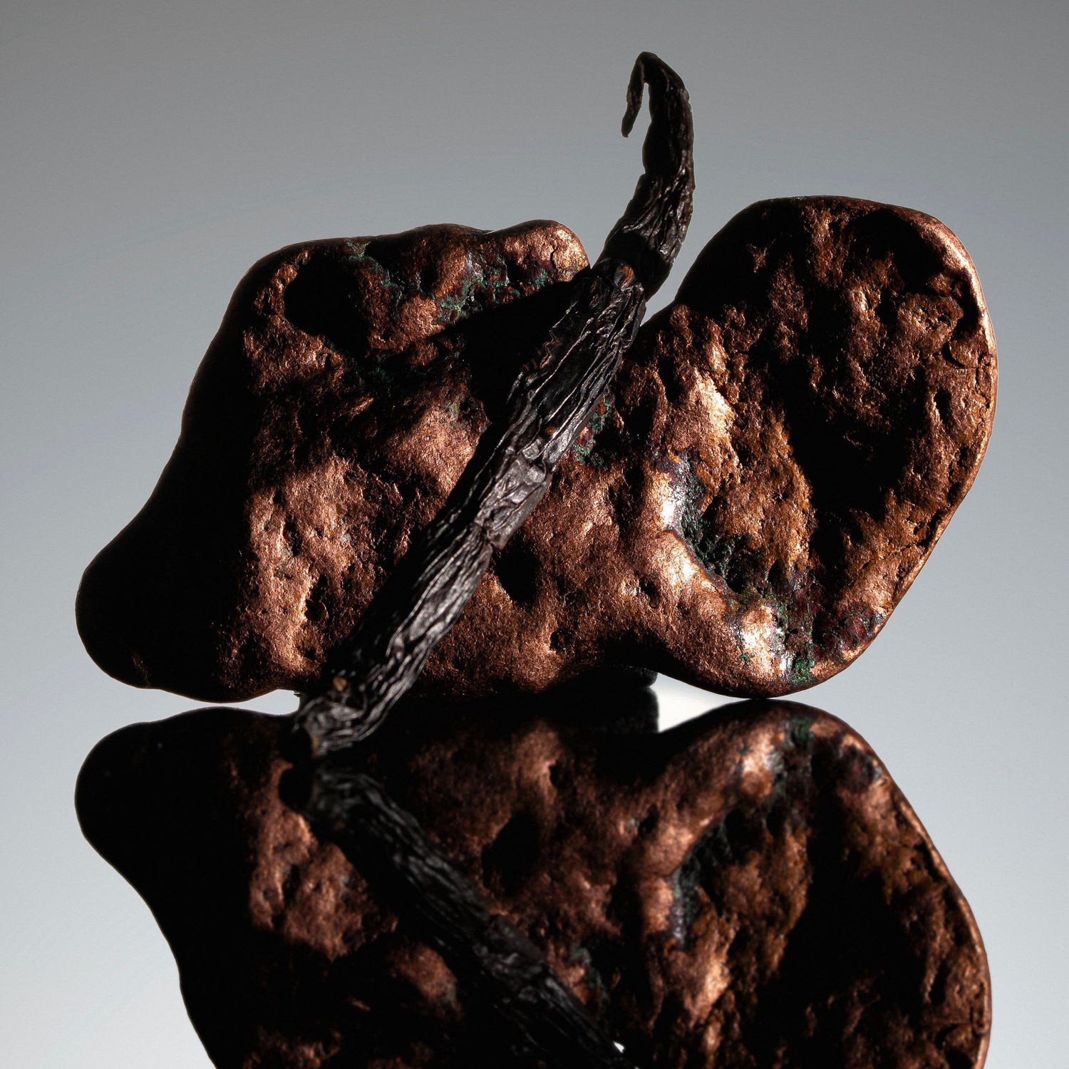 Vanille sotoarenasii de Colombie