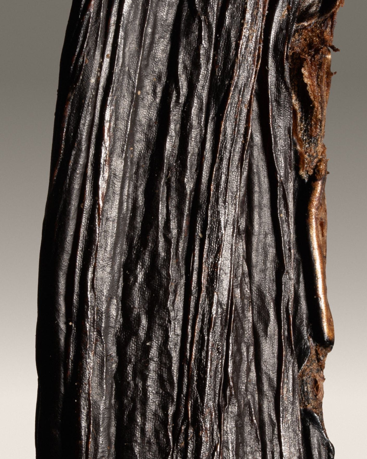 Vanille pompona du Brésil