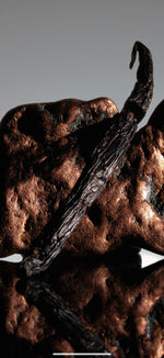 Vanille sotoarenasii de Colombie